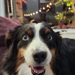 Miniature Australian Shepherds from M&M Aussies