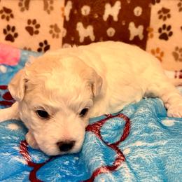 Blue - White and buff female Bichon Frise puppy in Lavon, Texas from Sissy’s Heavenly Paws