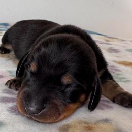 Roscoe - Black and tan male Dachshund puppy in Wallingford, Kentucky from Hensley Homestead Dachshunds