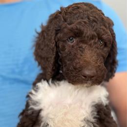 White Tuxedo Party - Parti female Labradoodle puppy in Chula Vista, California from Coastal Cocoa Labradoodle