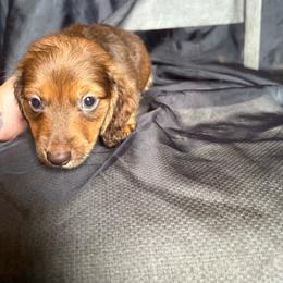 Gandalf - Chocolate and tan male Dachshund puppy in Richwood, West Virginia from Wild and Wonderful Wieners