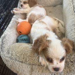 Cavalier King Charles Spaniel Puppies from George Larkin