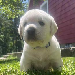 Labrador Retriever Puppies from Snowpeak English Labradors