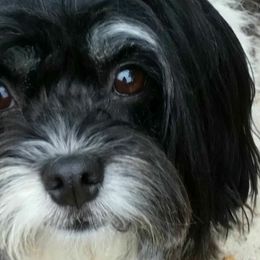 Lizzie - Havanese