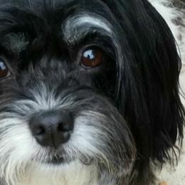 Lizzie - Havanese