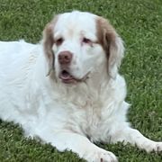 Zucca - Clumber Spaniel