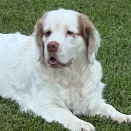 Zucca - Clumber Spaniel
