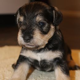 Sammy - Salt and pepper male Miniature Schnauzer puppy in Richardton, North Dakota from Crooked Tree Ranch