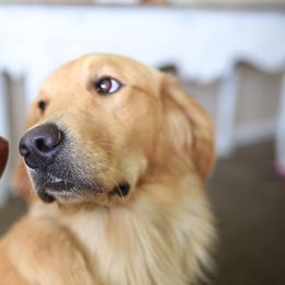 Willow - Golden Retriever
