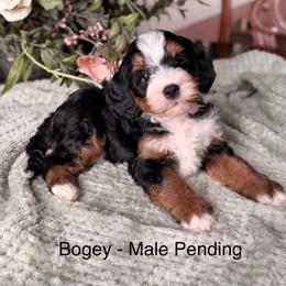 Bogey - Tri-color male Bernedoodle puppy in Royse City, Texas from Platinum Bernedoodles of Texas