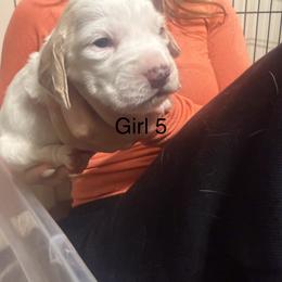 Girl 5 - Lemon and white female Basset Hound puppy in Brandon, Mississippi from Milton’s Bassets