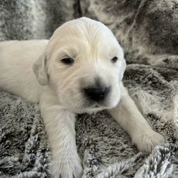 Walter - Light golden male Golden Retriever puppy in Morris, Connecticut from Sterling Goldens