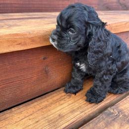 Otto - Black and white male Cocker Spaniel puppy in La Veta, Colorado from BRX Country Cockers LLC