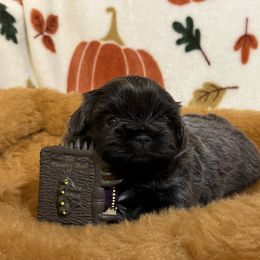 Shih Tzu Puppies from Lavender Lane Tzus