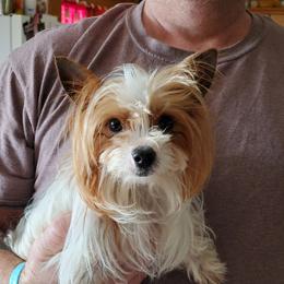 Jelly - Yorkshire Terrier