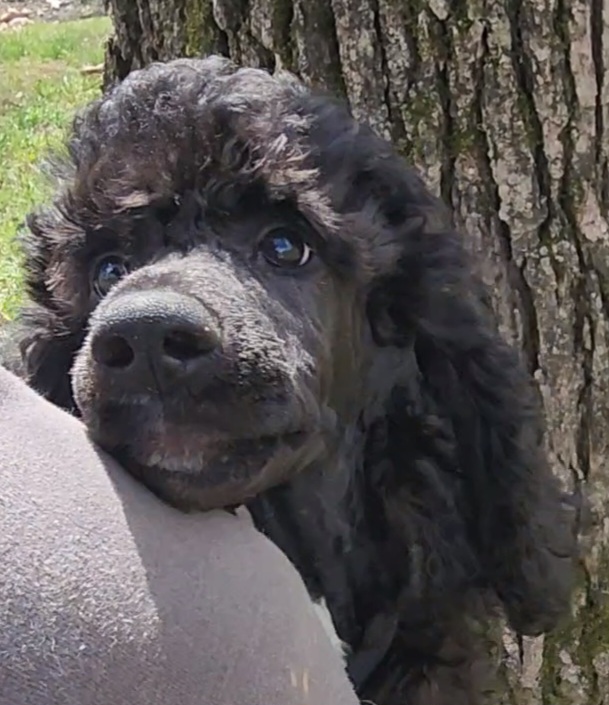 ♥️Breezee♥️ - Black Poodle puppy in Rome, Georgia from Lisa Marie's Poodles & Doodles