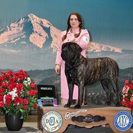 Heidi - Mastiff