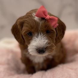 Cinderella - Red  female Goldendoodle puppy in Kansas City, Kansas from Bella & Ivy’s Mini Goldendoodles of KC