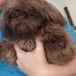 Chloe - Shih Tzu