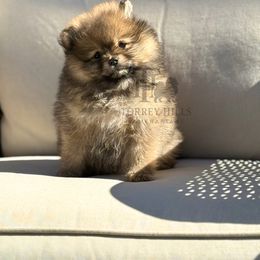 Bebe - Orange sable female Pomeranian puppy in Redlands, California from Torrey Hills Poms