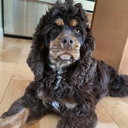 Greta - Cocker Spaniel