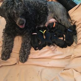 Portuguese Water Dog Puppies from McKnights PWDs