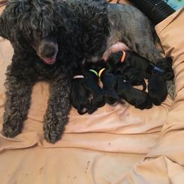 Portuguese Water Dog Puppies from McKnights PWDs