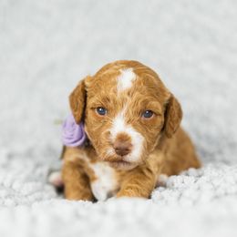 Girl 2 - Goldendoodle puppy in Riverton, Utah from Utah Doodlebug