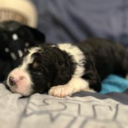 Vader - Tri-color male Bernedoodle puppy in Lone Jack, Missouri from Elite Bernedoodle Besties LLC