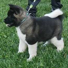 Akita Puppies from Magnolia Akitas