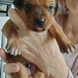 Jackal - Wheaten blk nose male Rhodesian Ridgeback puppy in Alabama from Celtic Lore Ridgebacks