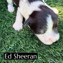 Ed Sheeran - Black and white male Aussiedoodle puppy in Bakersfield, California from Annie's Aussies