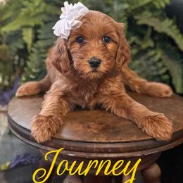 Journey - Red  female Goldendoodle puppy in Newcastle, Oklahoma from Hollywood Doodles