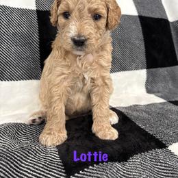 Lottie - Apricot female Goldendoodle puppy in Annville, Pennsylvania from Bellegrove Goldendoodles