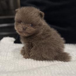 Teddy - Lavender male Pomeranian puppy in California from Pawsh Poms