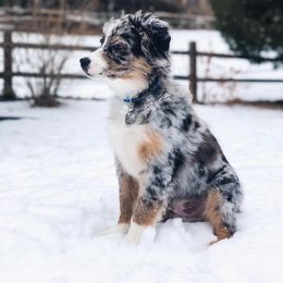 Australian Shepherd Puppies from 303 Aussies