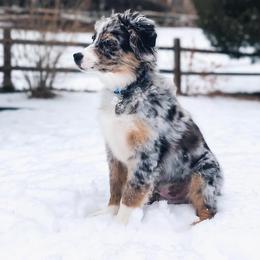 Australian Shepherd Puppies from 303 Aussies
