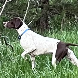 Zelly - Braque Francais Pyrenean