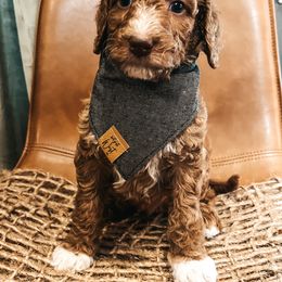 Goldendoodle Puppies from The Doting Doodle