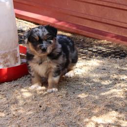 Bluey - Blue merle female Australian Shepherd puppy in Sonoita, Arizona from Gardner Canyon Kennels