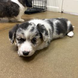 Tinsel - Blue merle and white male American Corgi puppy in Temple, Texas from Silver Moon Cardigan and American Corgis