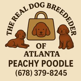 Girl 2 - Red  female Poodle puppy in Fairburn, Georgia from The Real Dog Breeders of Atlanta (peachy poodles)