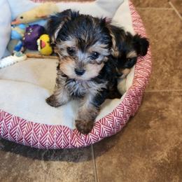 Yorkshire Terrier Puppies from Kathy's little yorkies