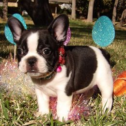 French Bulldogs from Hope Dynasty French Bulldog's