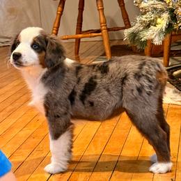 Tate - Blue merle male Miniature Australian Shepherd puppy in Marion, Michigan from Highland Hills Mini Aussies