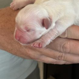 Girl 1 - Light golden female Golden Retriever puppy in College Station, Texas from Golden Care Golden Retrievers
