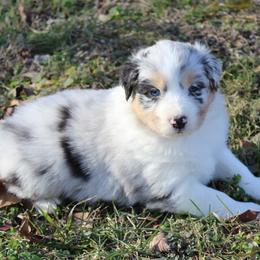 Neo - Blue merle male Australian Shepherd puppy in Kansas, Oklahoma from Windy G Farm