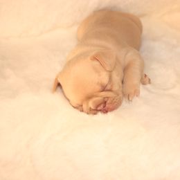 French Bulldog Puppies from VP Kennels