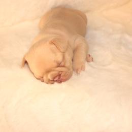 French Bulldog Puppies from VP Kennels
