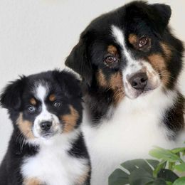 Wink - Miniature Australian Shepherd